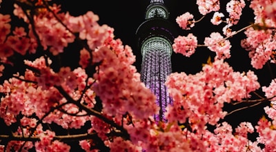 Hanami